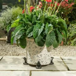 Jardinopia Plant Pot Feet Bronze Frog - Set Of 3 -Garden Master Deals Store 1177294 4