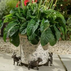 Jardinopia Plant Pot Feet Bronze French Bulldog -Garden Master Deals Store 1177301 3