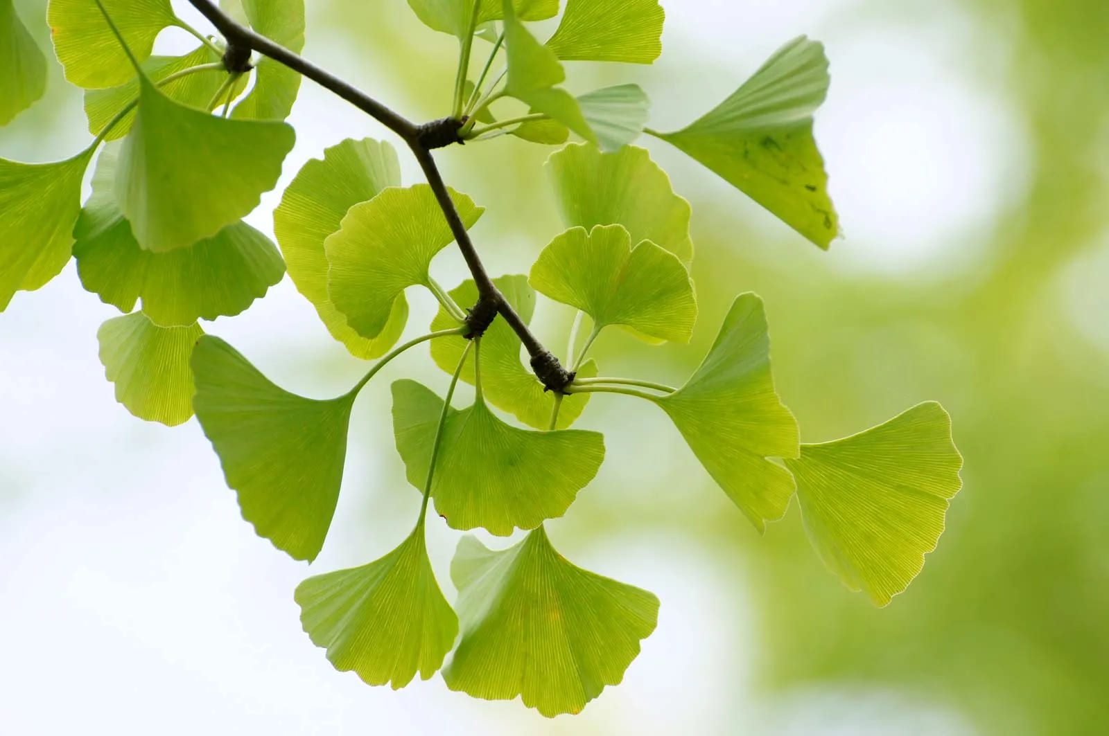 Garden Master Deals Store -Garden Master Deals Store leaves ginkgo tree